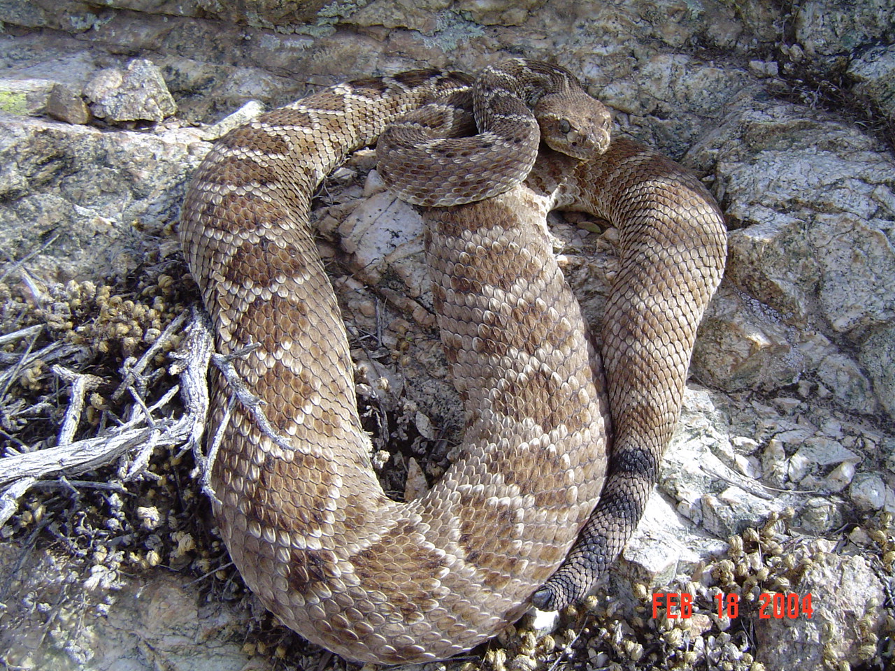 C. catalinensis  B. Starrett� [598 Kb]